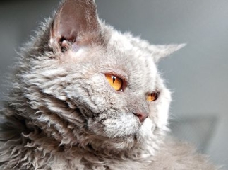 chat selkirk rex